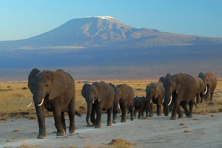 Elephant herd in Amboseli with Mount Kilimanjaro behind